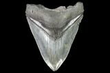 Fossil Megalodon Tooth - Georgia #109335-1